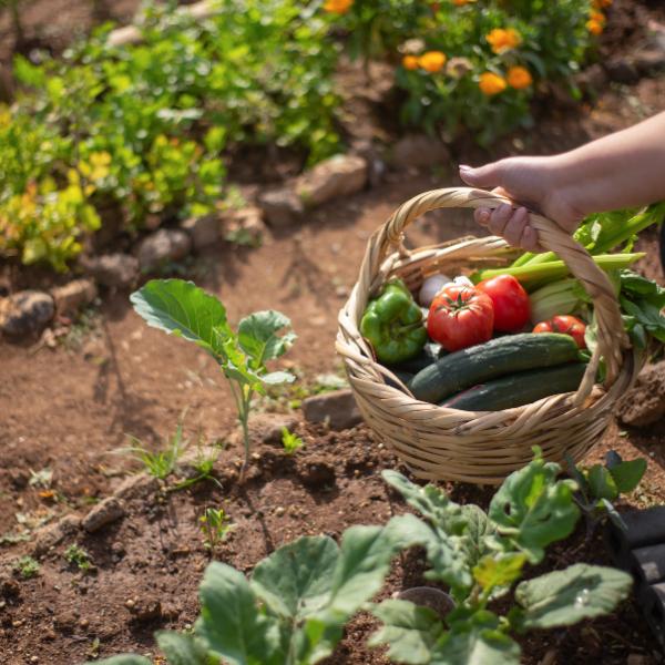 Smart 35-Pack Heirloom Vegetable Seed Kit