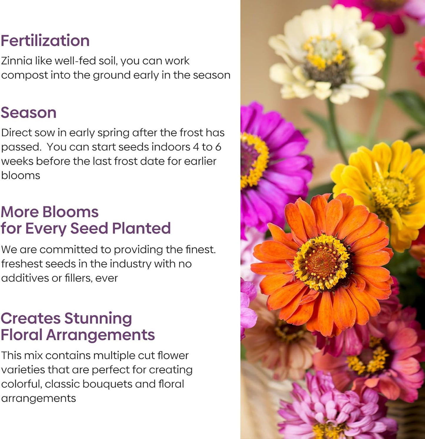 Groundio Multi-Color Zinnia Flower Seeds