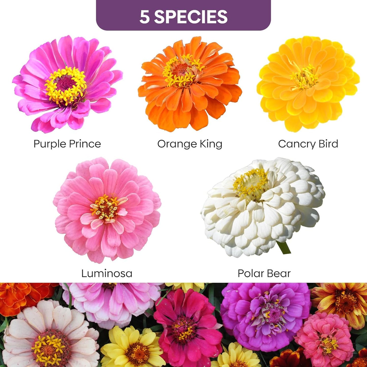 Groundio Multi-Color Zinnia Flower Seeds