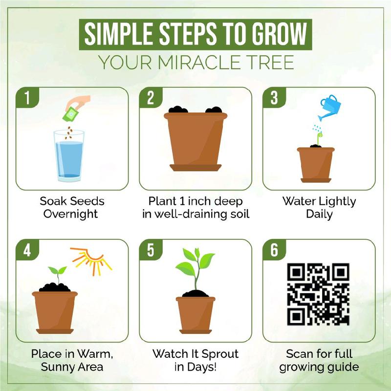 Smart 2-in-1 Edible & Plantable Moringa Oleifera Seeds