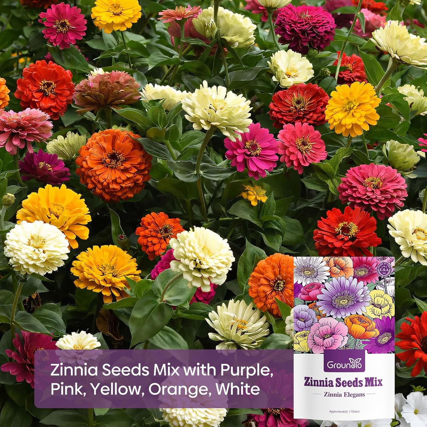 Groundio Multi-Color Zinnia Flower Seeds