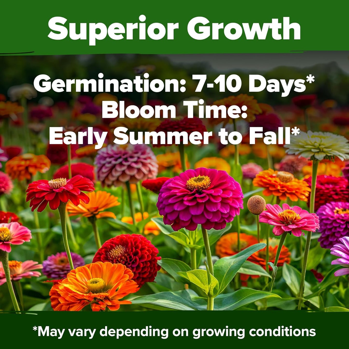 Smart Sun-Loving Giant Zinnia Flower Seeds